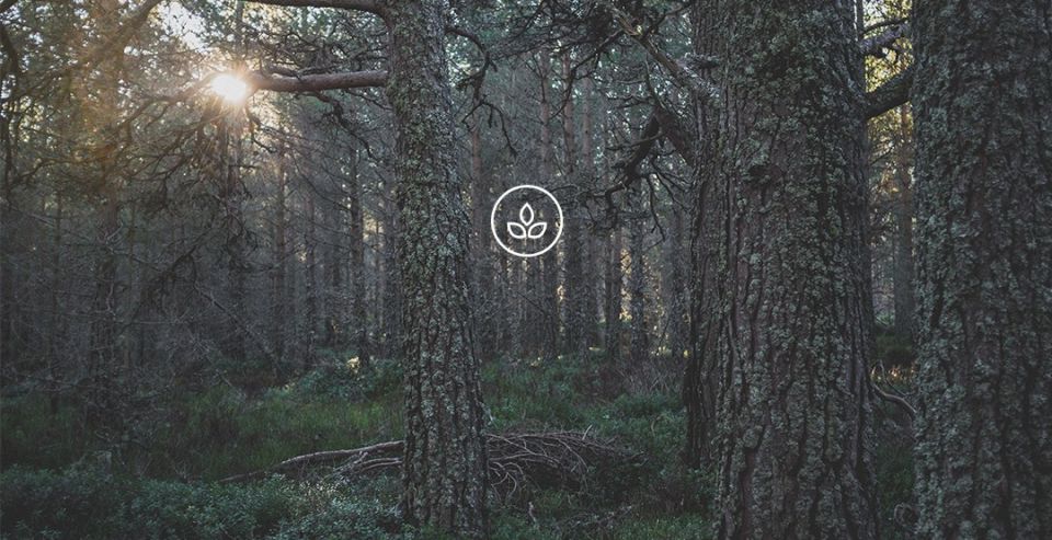 BeWooden - Holzfliege Dolo Natur handgemacht