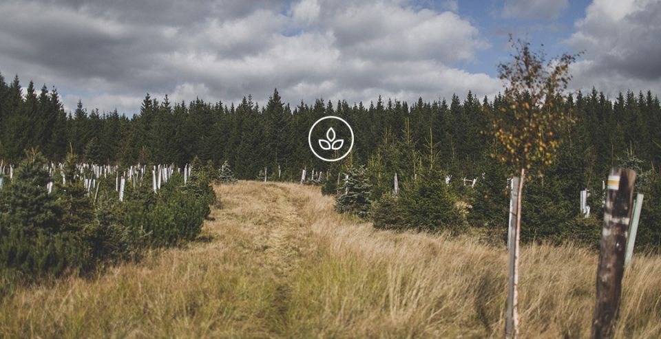 BeWooden - Holzfliege Revio handgemacht mit Liebe Natur