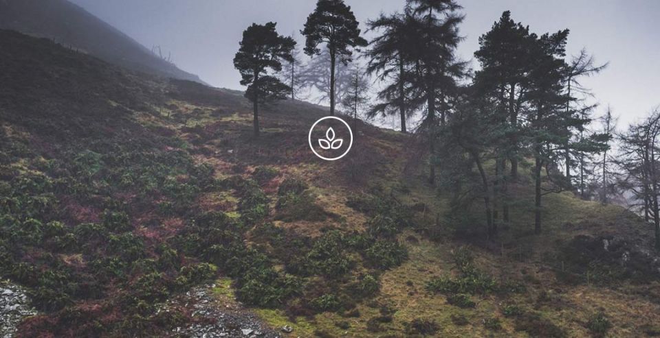 BeWooden -
