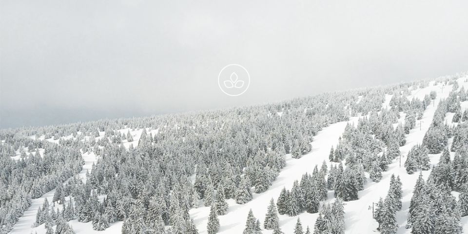 BeWooden -