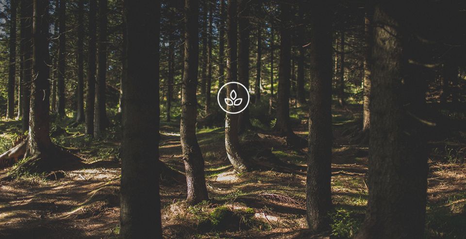 BeWooden - Natürliche Wälder