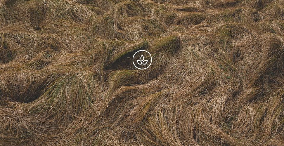 BeWooden -