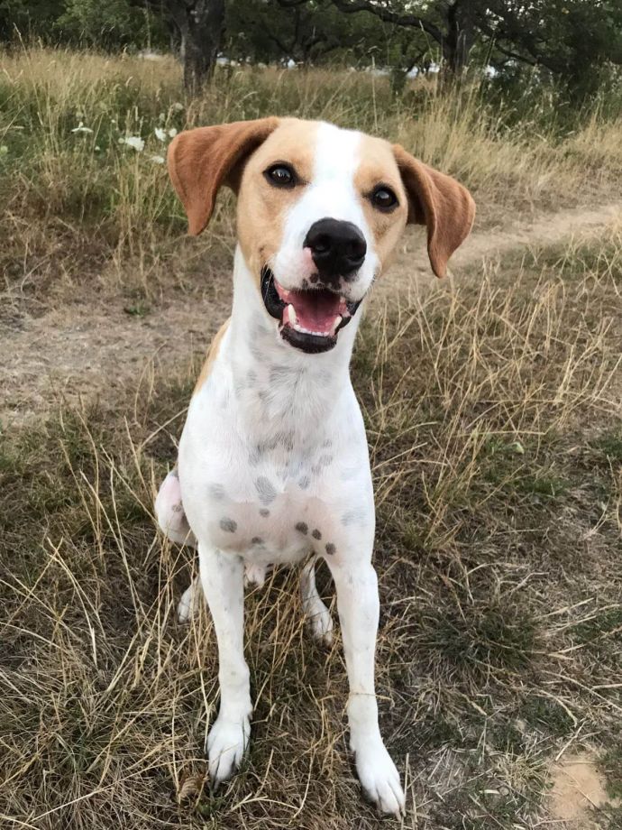 Der Hund Toffee aus dem Tierschutzverein Hunde in Not