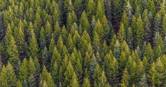 BeWooden & Plant-for-the-Planet