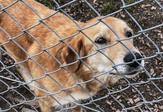 Wir unterstützen lokales Tierheim mit Spende