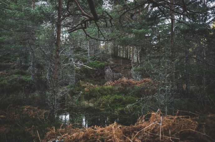 Dichter und dunkler Wald mit kleinem Wasserteich