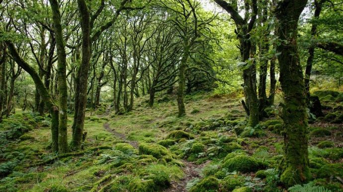 Dichter und stark bemooster Wald