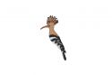 Holzbrosche Hoopoe Brooch