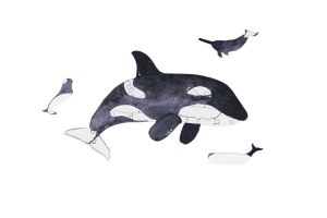 Mini Holzpuzzle – Orca – Von Epipi