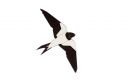 Holzbrosche Swallow Brooch