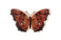 Holzbrosche Roter Schmetterling