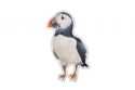Puffin Brooch by Epipi