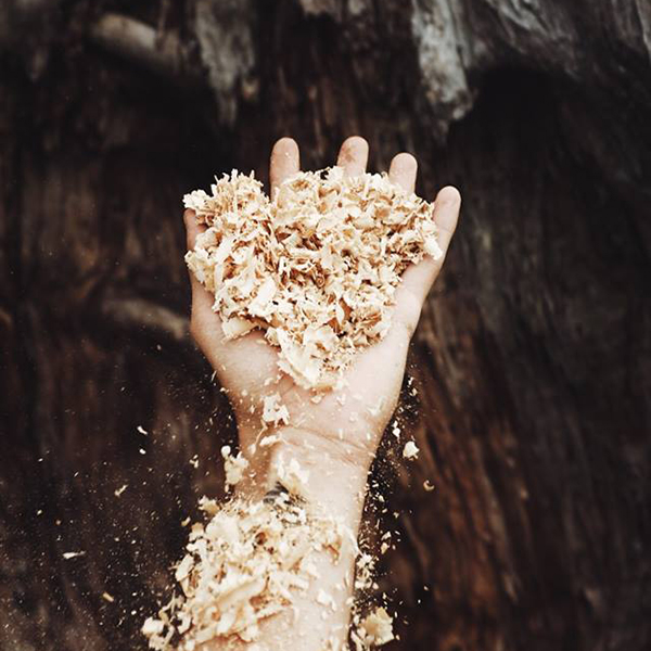 Hand mit Sägespäne vor Baumstamm